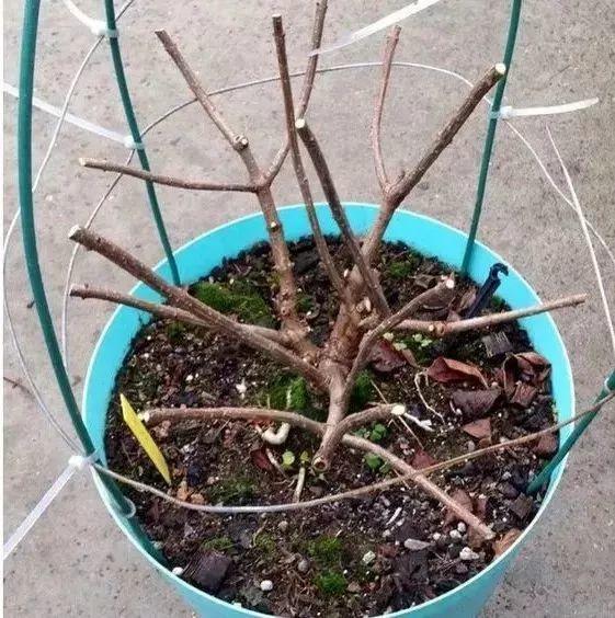 修剪最佳时机到了,开完的花剪下来,扦插立马活!