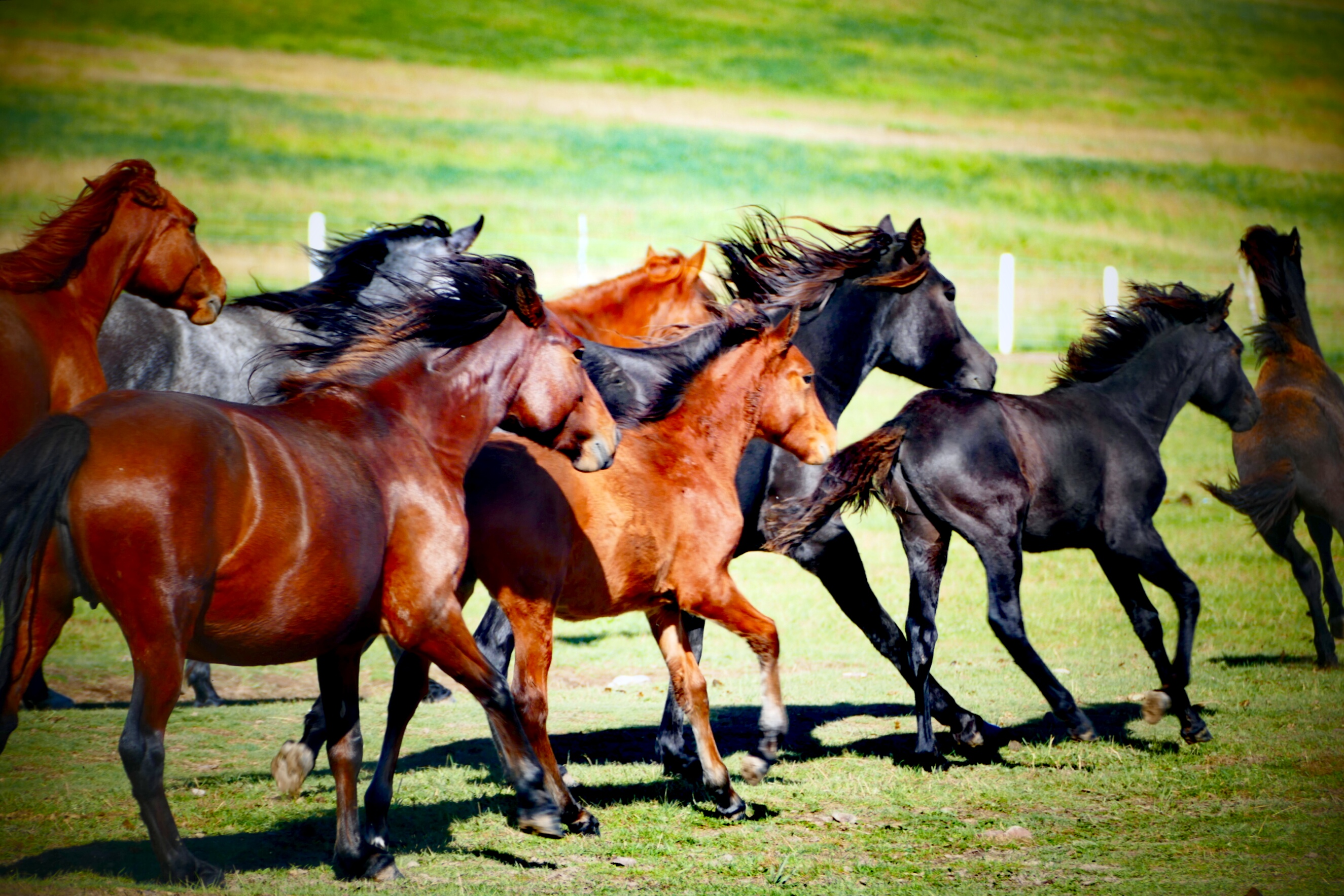 著名摄影家赵建伟作品欣赏:影视胜地 山丹马场