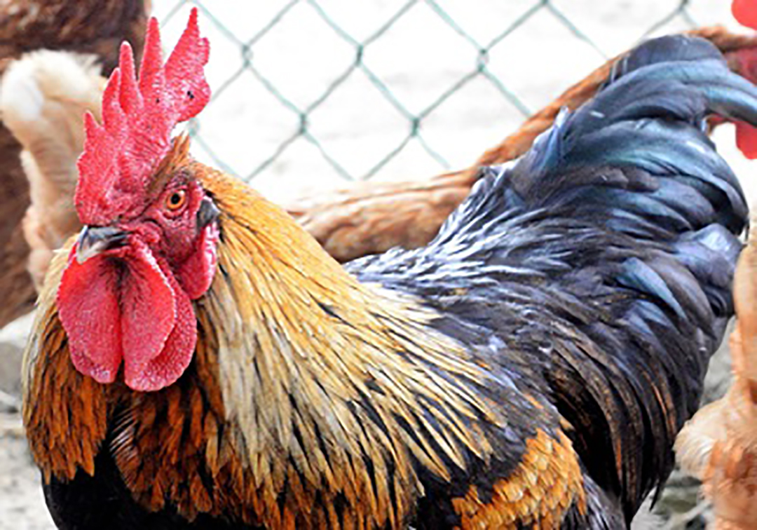 百度爱采购首页 商品专题_鸡肉黑羽肉鸡与红羽肉鸡交配出来的品种