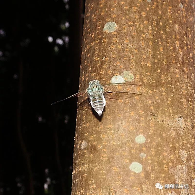 【虫趣点滴】蒙古寒蝉的合唱