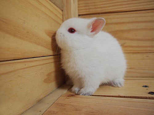 蝴蝶兔吃毛怎么办,蝴蝶兔吃毛怎么制止