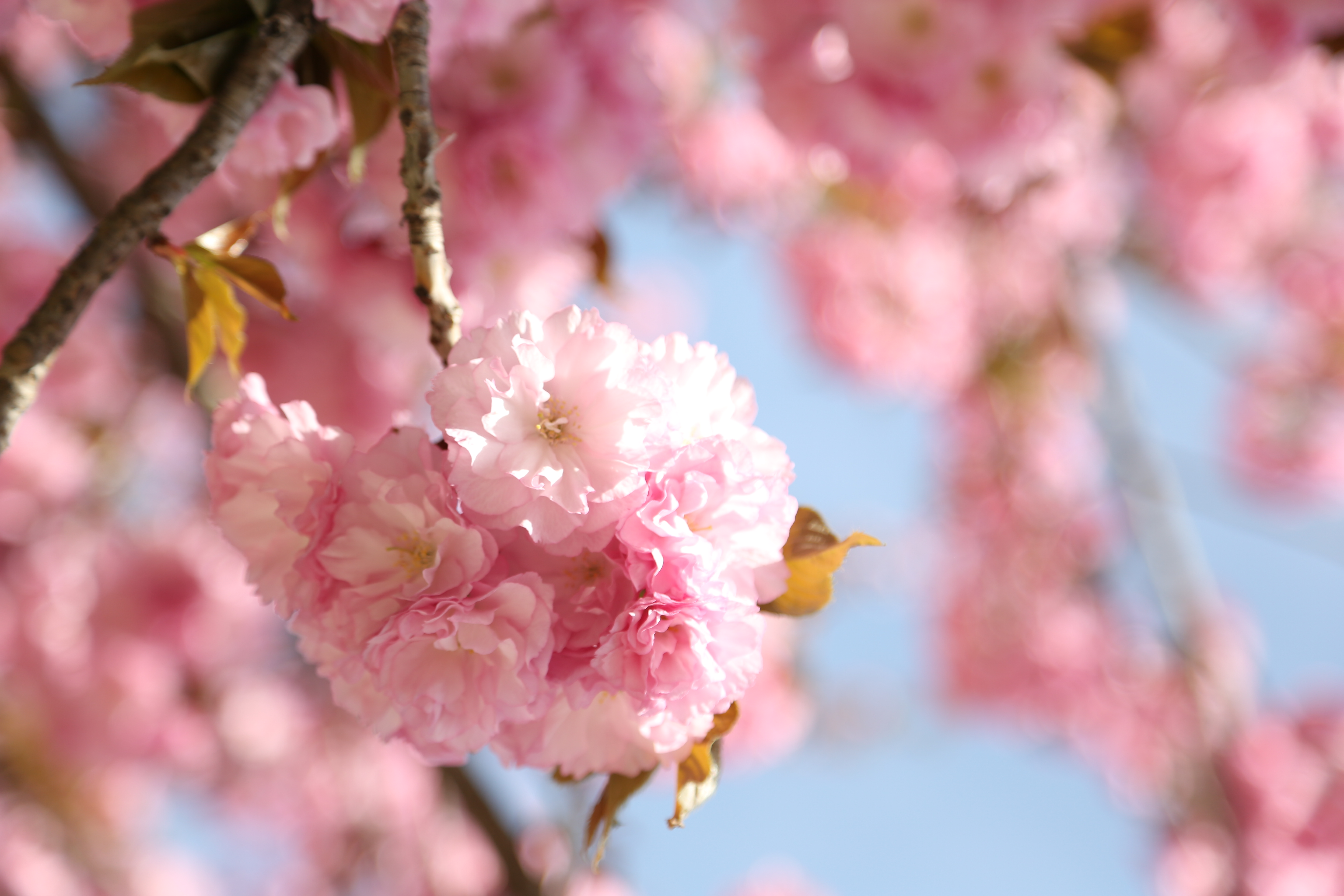 阳春三月,春光明媚,桃花"争开不待叶"盛开于枝头