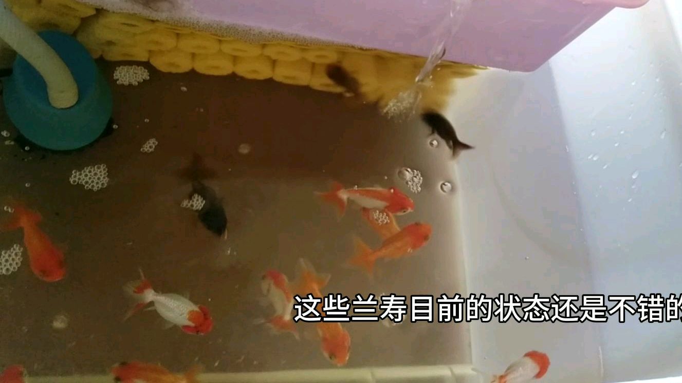 网上买了兰寿金鱼,塑料桶里养着先,制作了一个矮方形兰寿金鱼缸