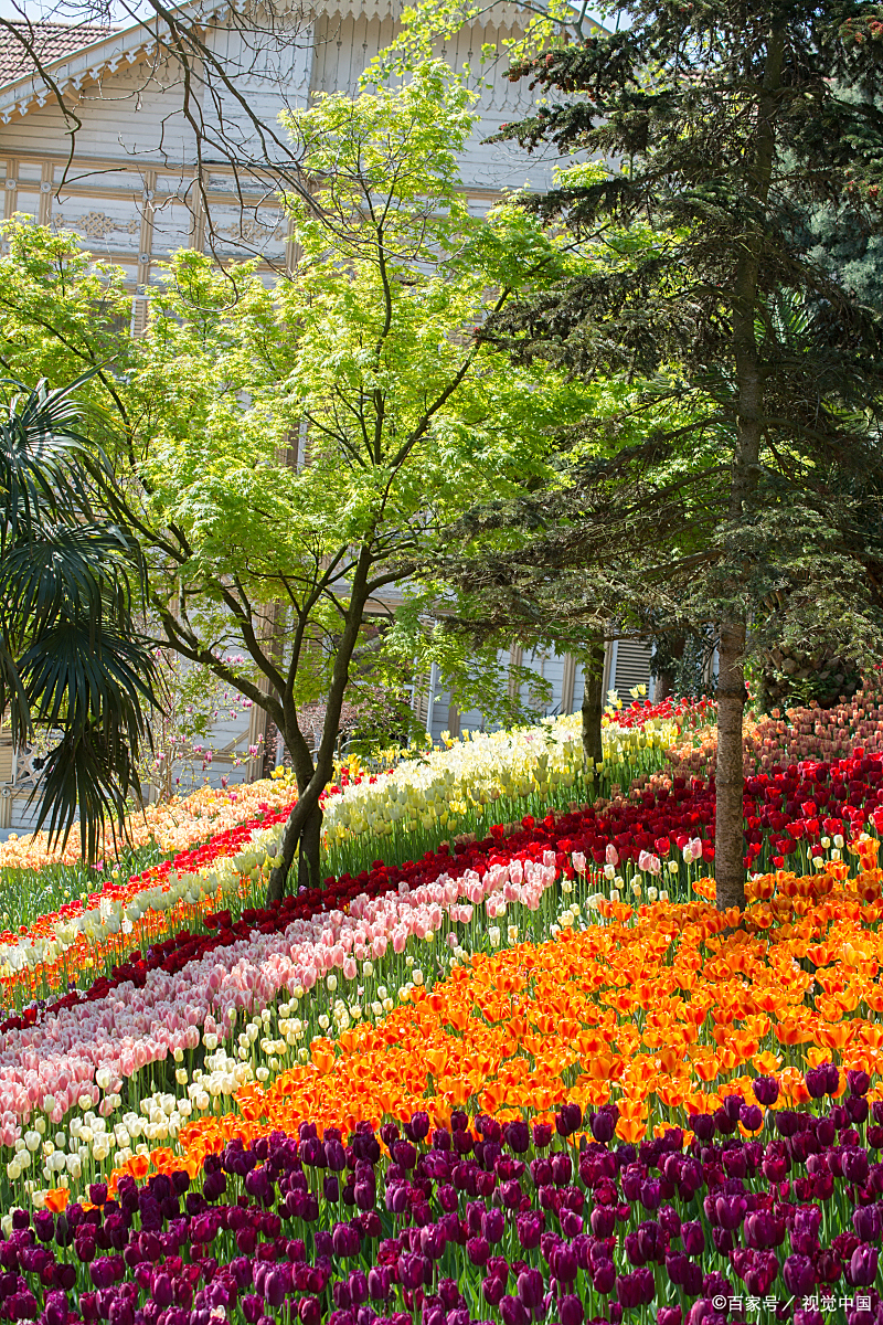 镜头里的春天#  春季的长春植物园,仿佛是大自然最慷慨的赠礼,一幅