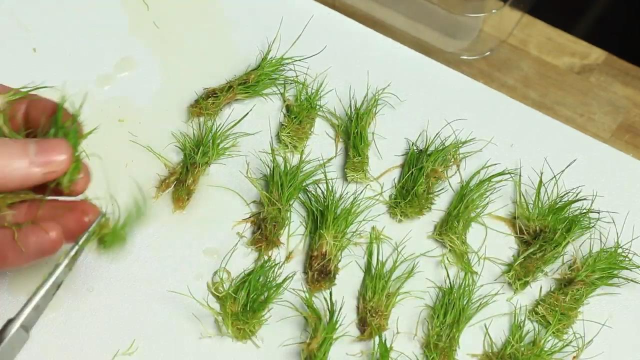 牛毛草水草种植教程图片