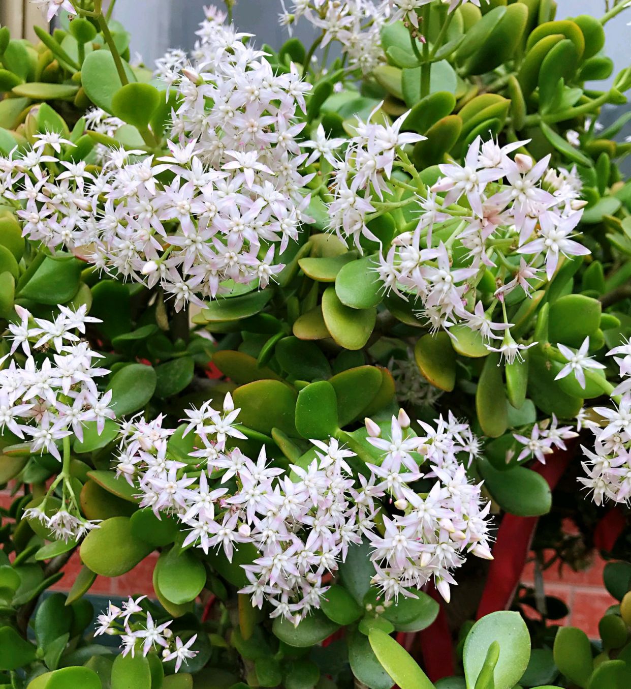 20年的燕子掌树干比大腿粗,每年复花开爆盆,年年有花赏,真靓