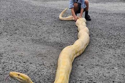 缅甸发现最大的蛇图片