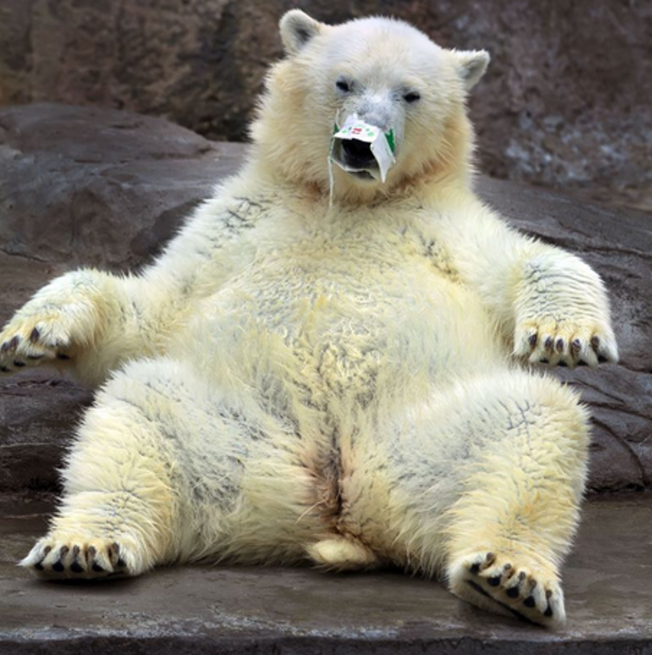 它们是动物界的搞笑演员,各种奇葩表情,笑的你停不下来!