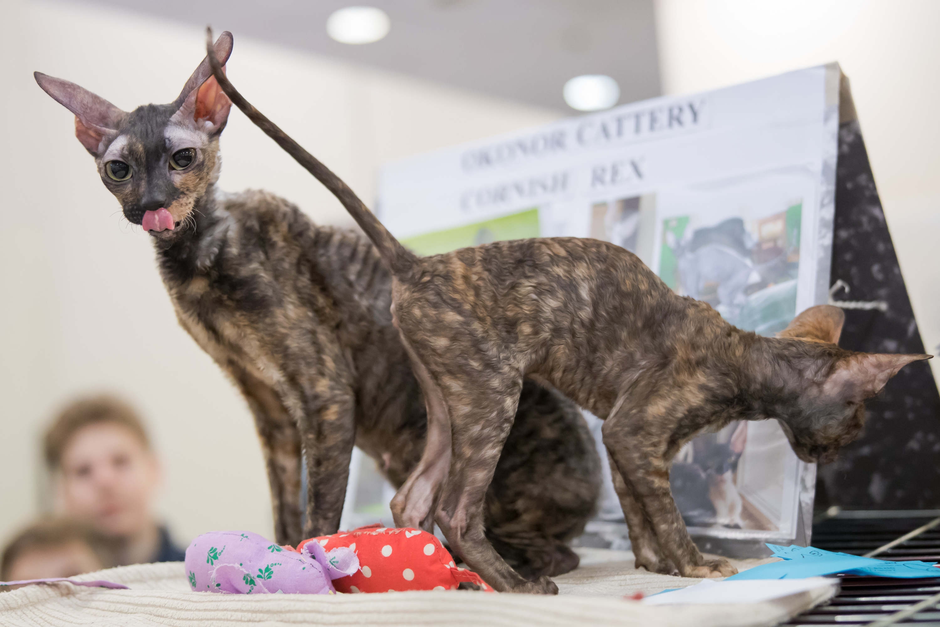 匈牙利举办宠物猫展