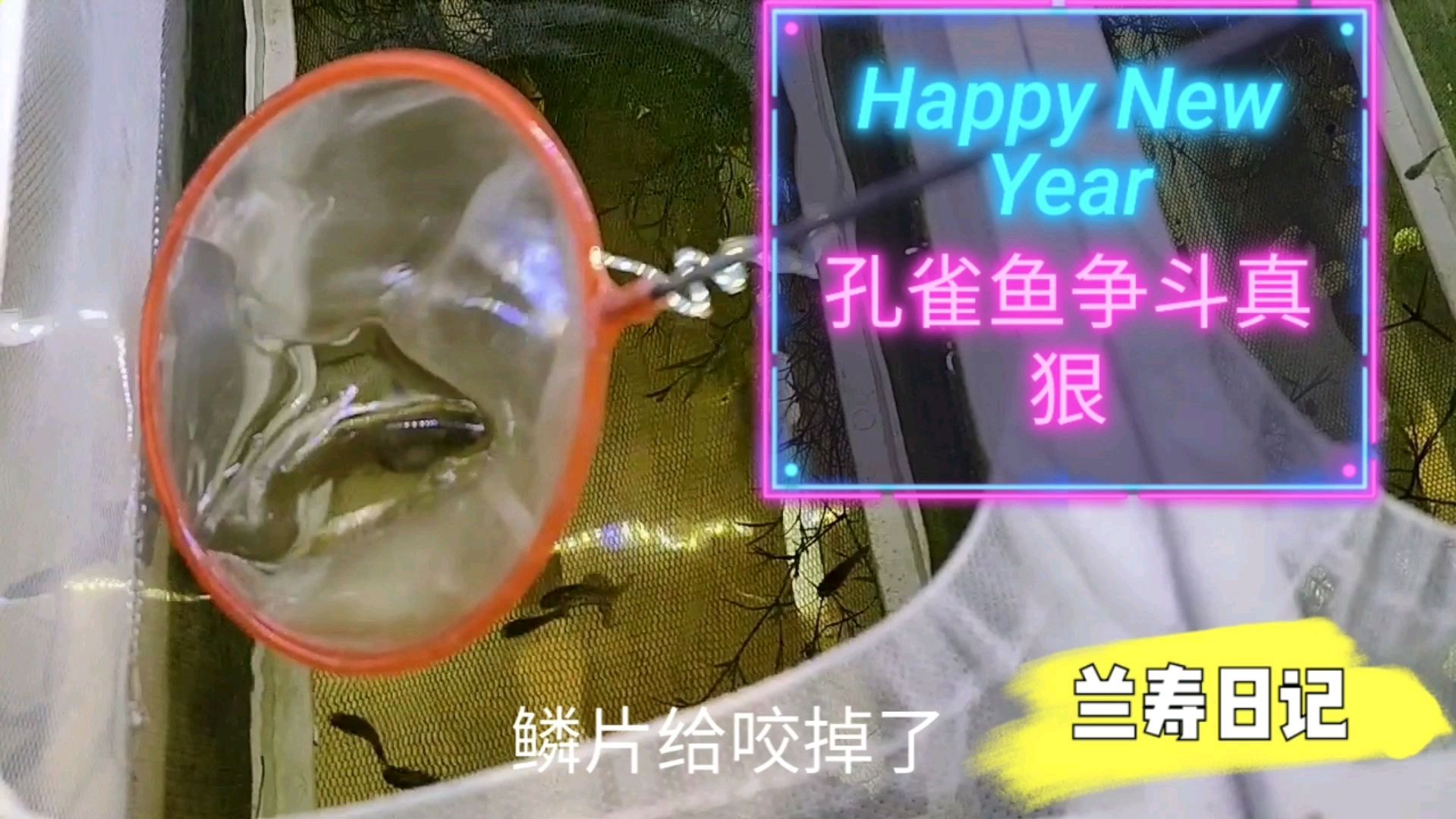 孔雀鱼发起狠来就不是小仙女了 母鱼产前真暴躁 鳞片都咬掉了