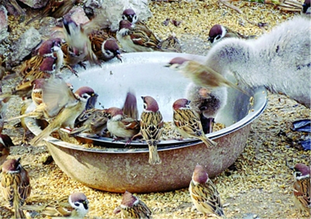 人工养殖麻雀是坑还是难得的商机?