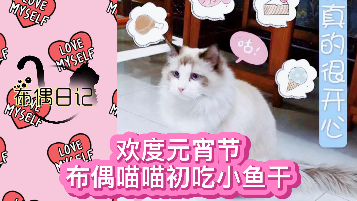 可爱布偶猫喵喵小鱼干初体验
