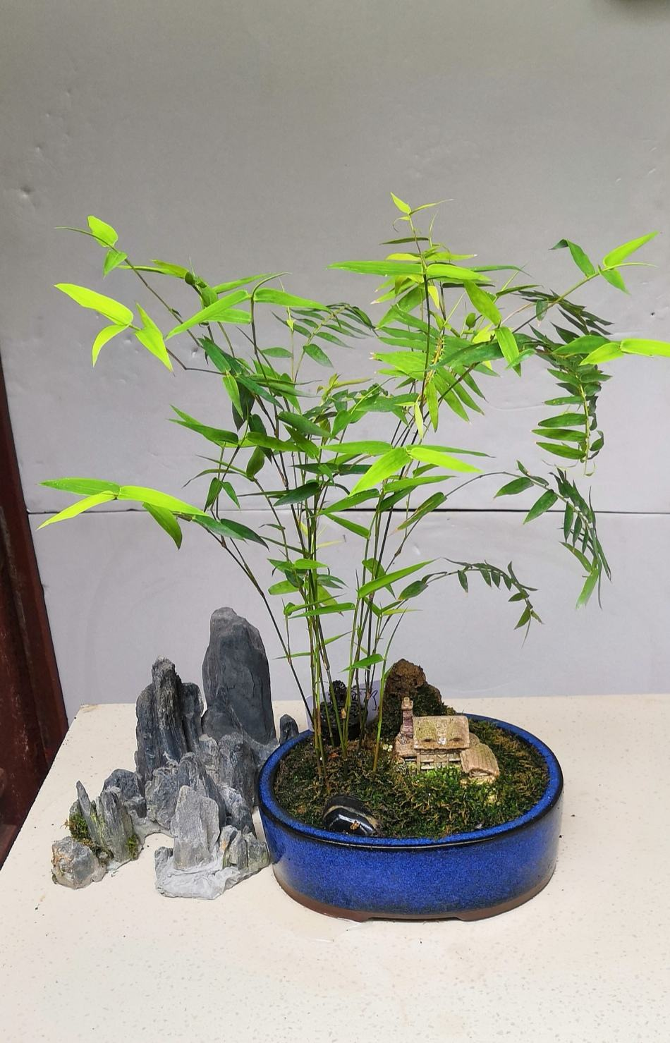 4种"贵气竹",养一盆,格调高,家里气质提八度