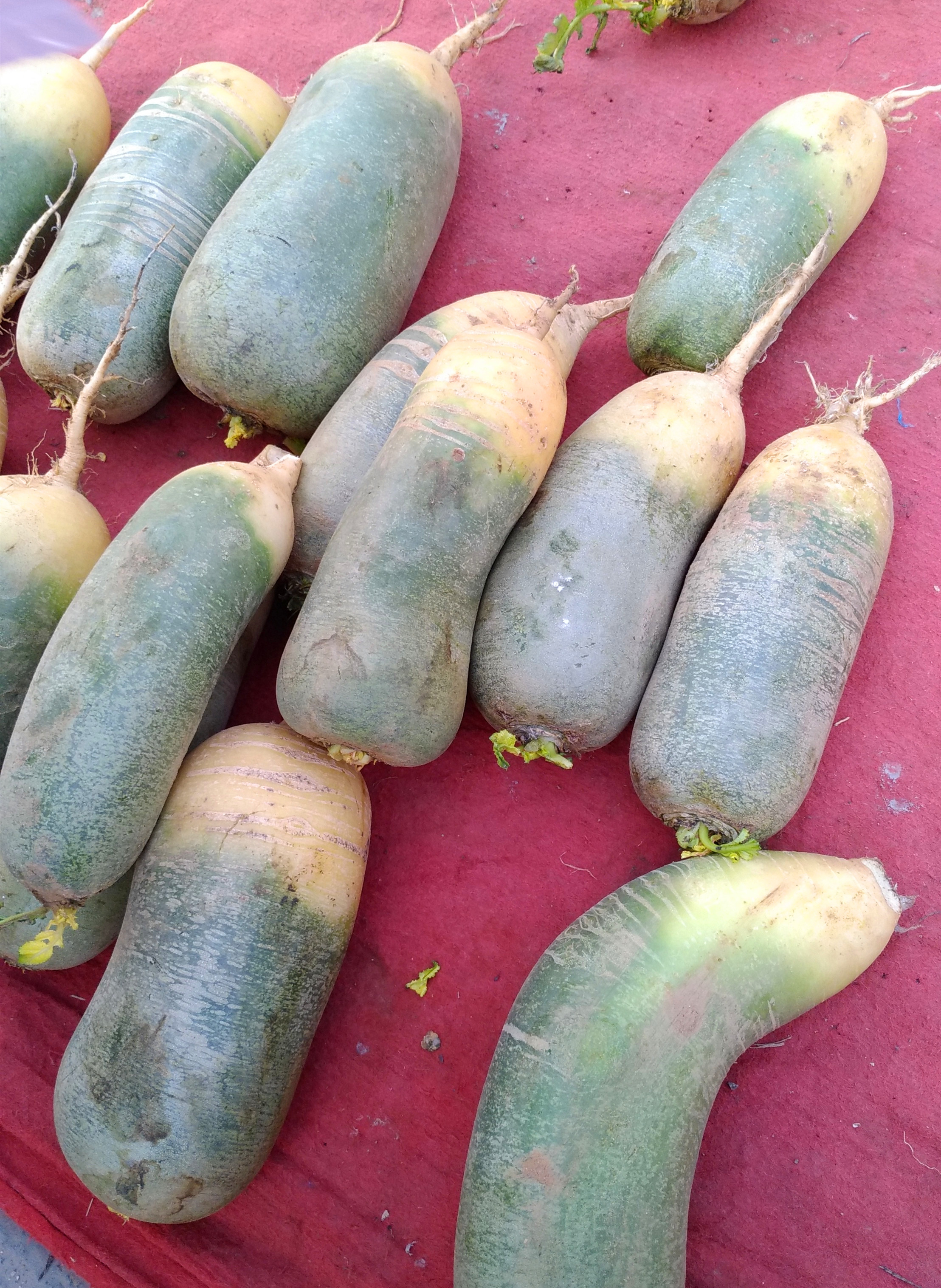 水萝卜,1元/斤,照片看像小猪,实际没这么大.