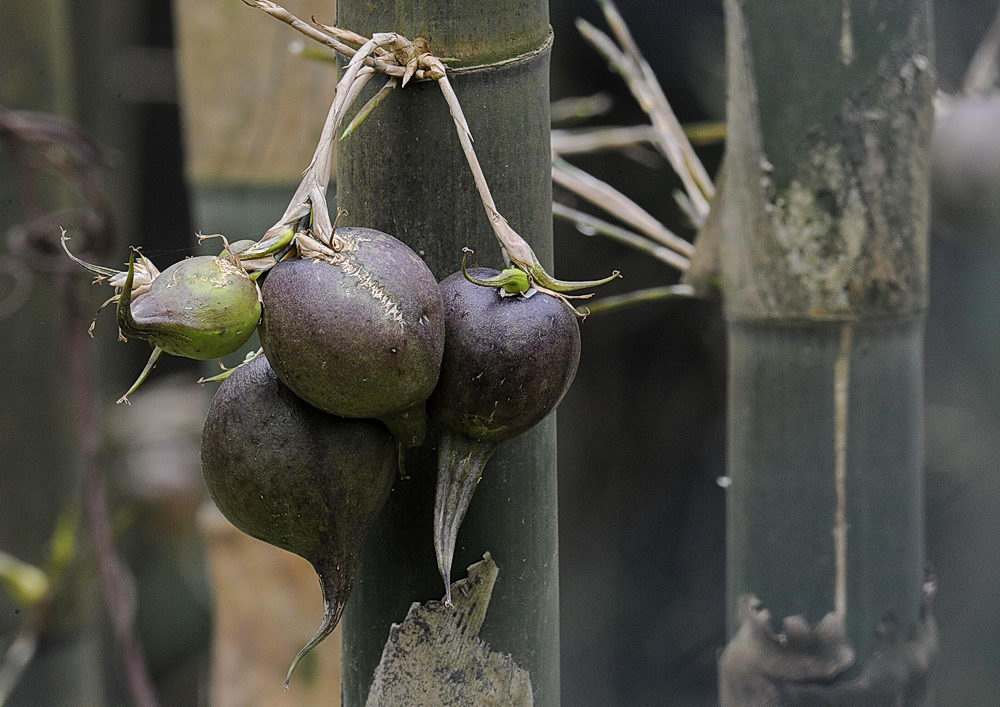 印度有一种水果叫"竹梨",50年结一次果,国内九成人没见过