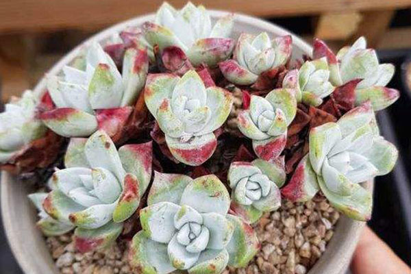 初霜——多肉界颜值担当,才见它一眼就想自己养一棵了!