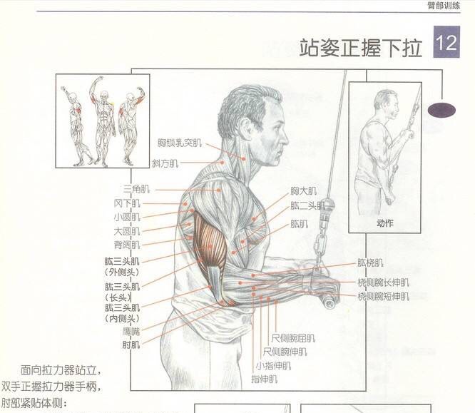 肱三头肌简单锻炼方法图片