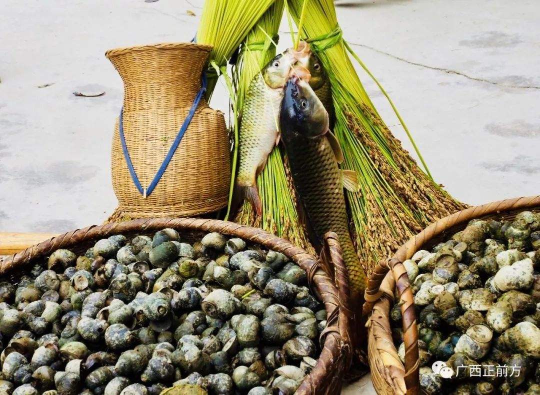 螺蛳是我国特有的一种螺类,人工养殖时这四个管理技术,缺一不可