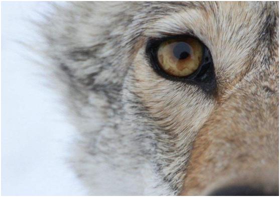 心理学:你认为哪一只是狼的眼睛?测出你有多大的野心?