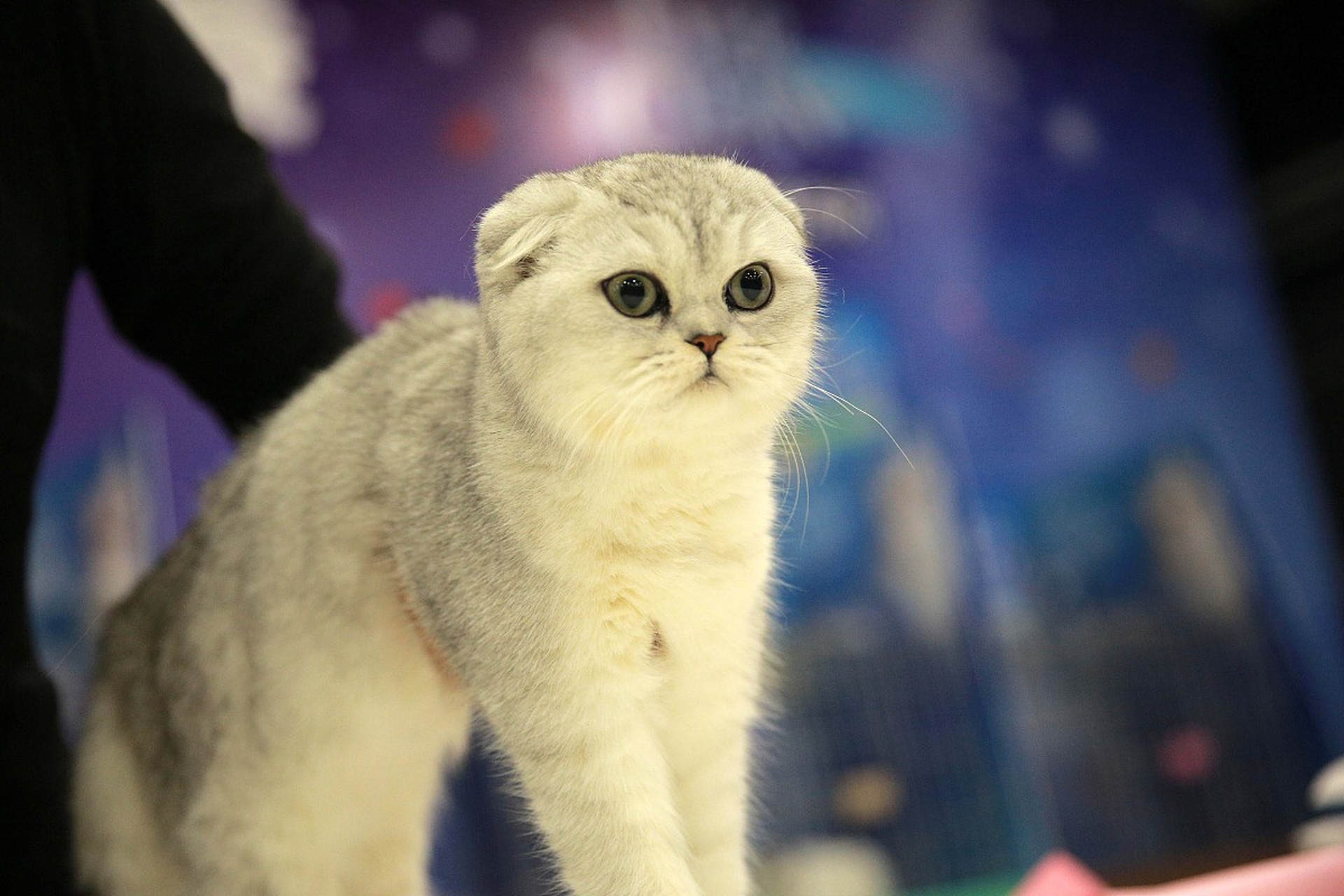 arriving at a ranch, johnny exclaimed, "mom, look at the bow