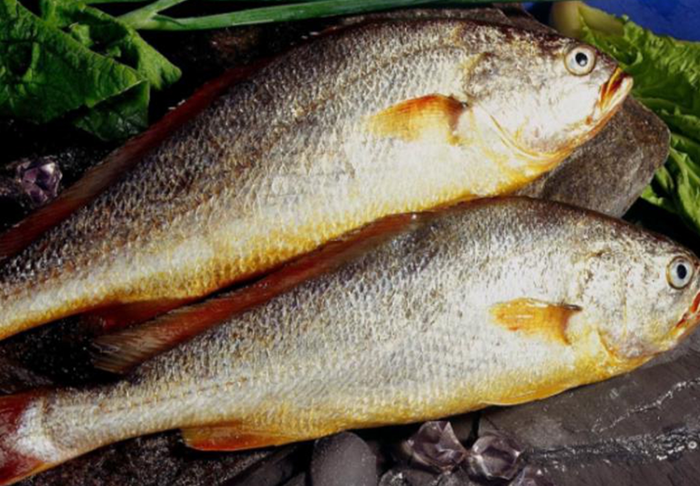 盘点十大美味海鱼:图1深含剧毒,图3深受日本人喜爱,你吃过几种