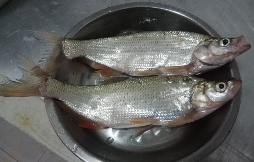 户外怎么去钓白条鱼?一些超级简单的小技巧,快来学习吧!