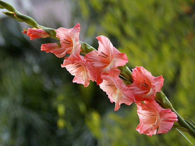 唐菖蒲品种繁多,花容极富装饰性,为世界著名的切花之一