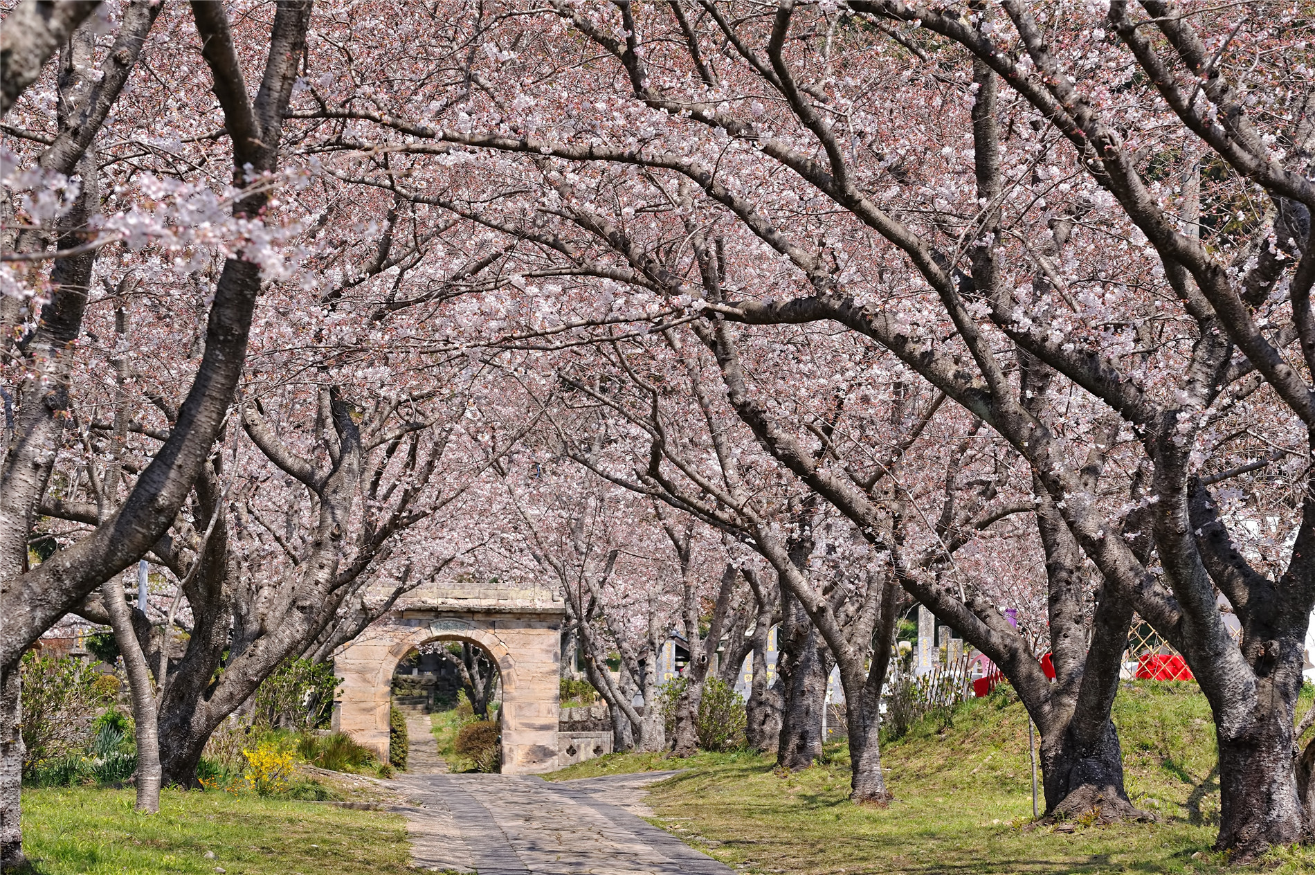 满是樱花树的林间小道,适合情侣一起游玩,美不胜收