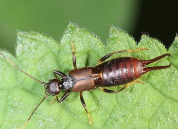 三农:处理蠼螋的8种自然方法