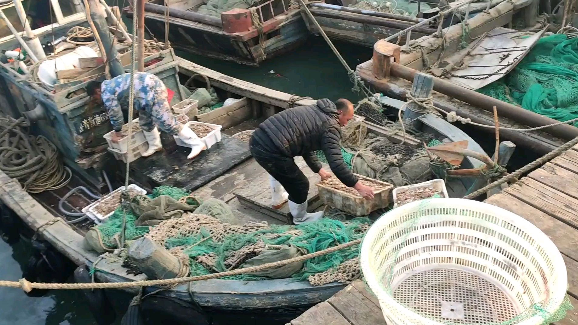 码头刚靠岸渔船 斤把重的螃蟹和3斤多重野生鸦片卖多少钱?