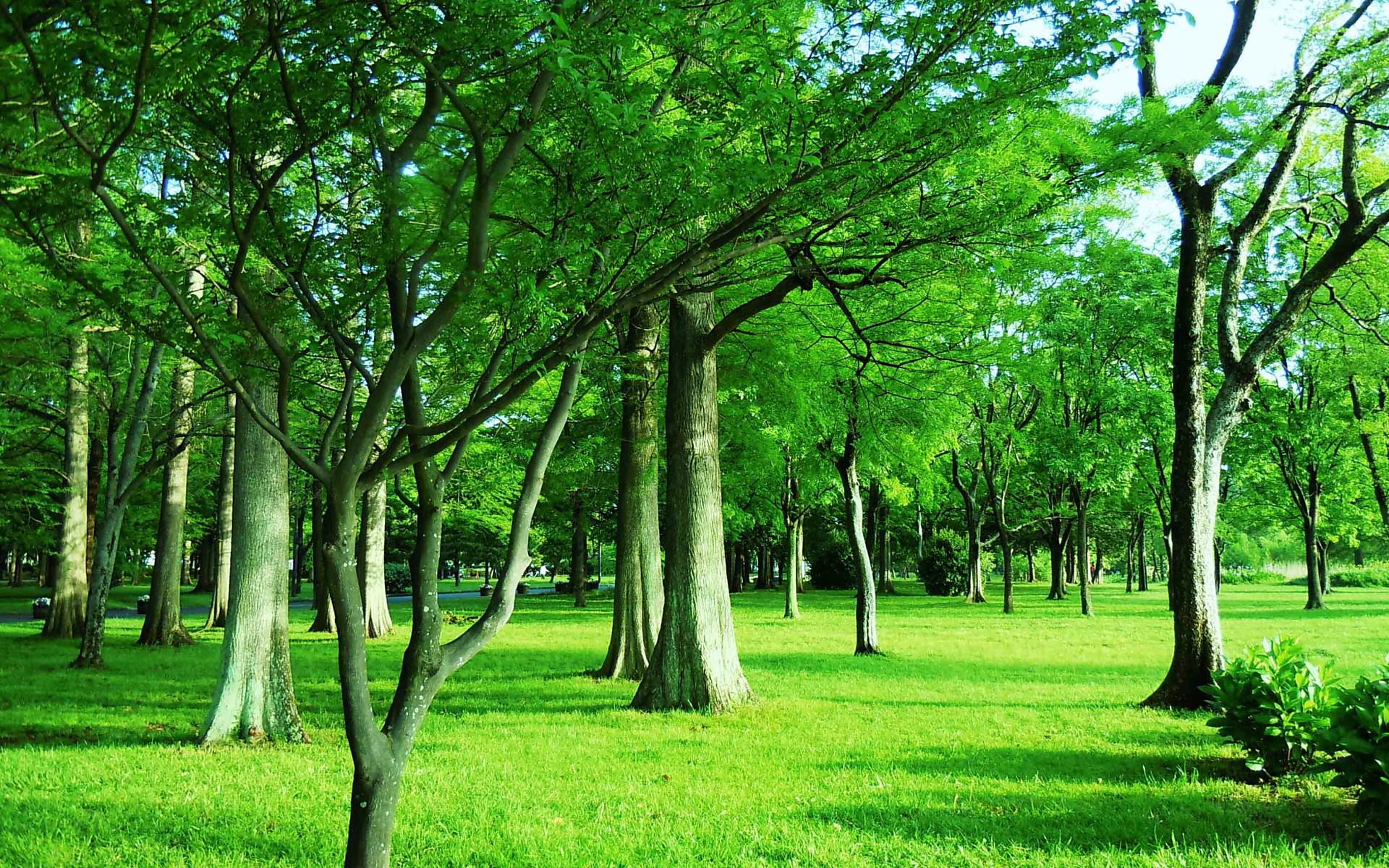 溪头,沐浴森林之光