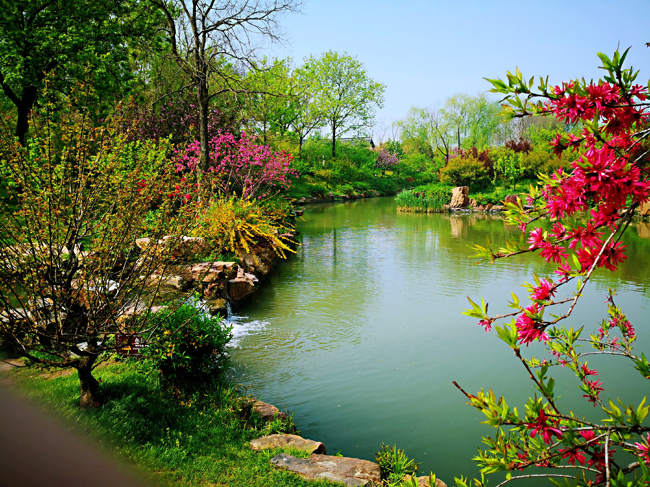 高清大图,直击烟花三月最美的扬州图为瘦西湖风景区里盛开的牡丹花