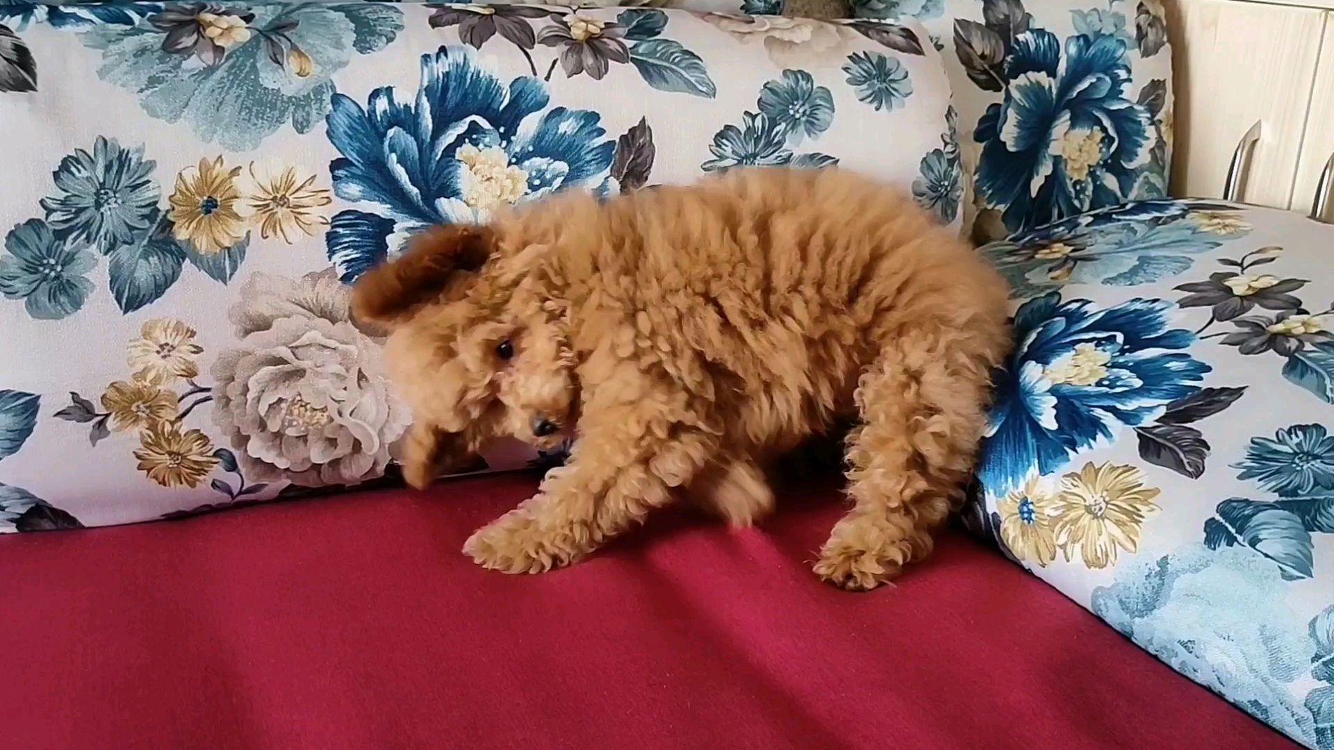 史上最牛的斜头狗刨式表情包,包你笑到最后,1500元花得真值