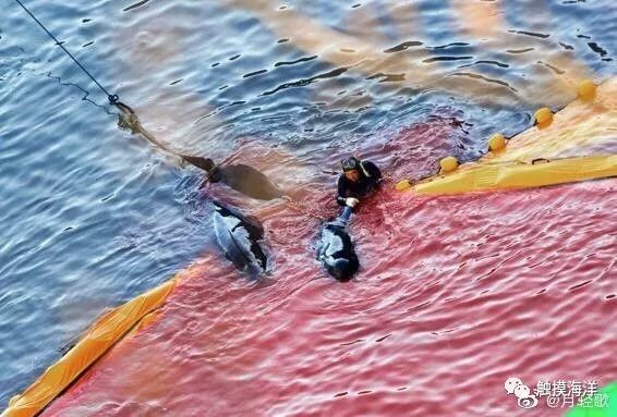 「热点」日本海豚湾进入血腥捕猎季—其实大海也很脆弱