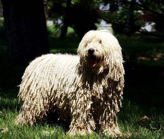 狗狗罗宾汉第三波,聪明机智如它们!