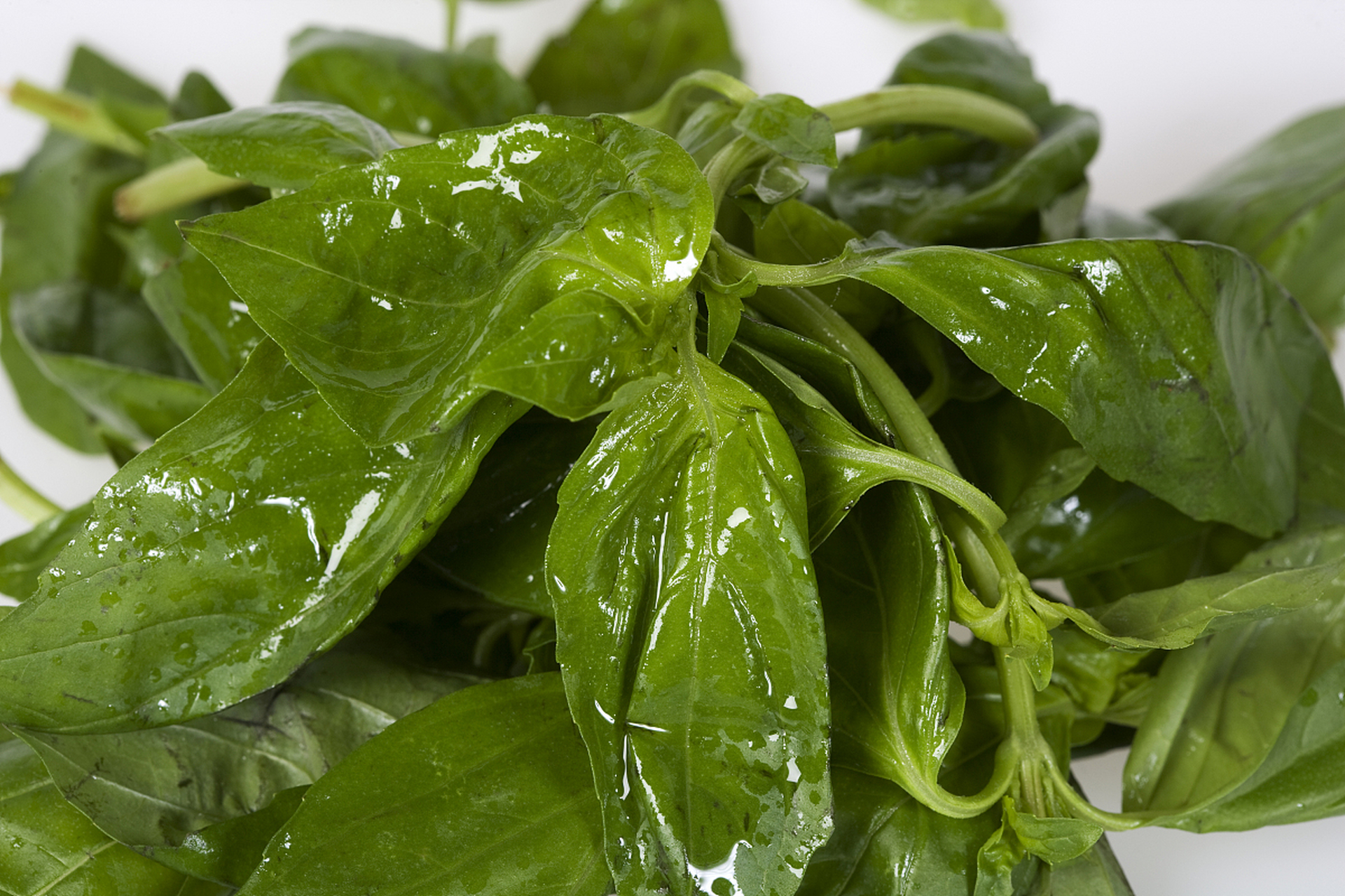 海白菜是一种藻类植物,又名海菠菜,海莴苣,海条,青苔菜等.