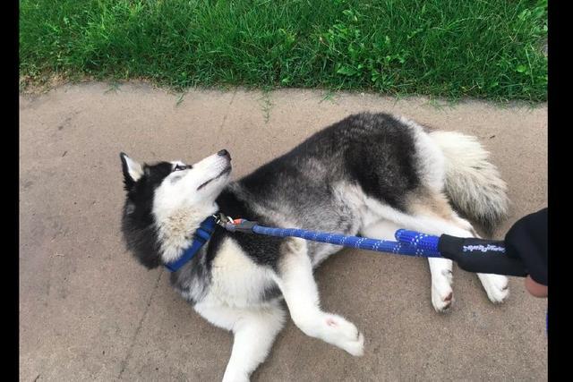 遛哈士奇是一种挑战,一言不合就躺下,主人已经开始后悔养它了
