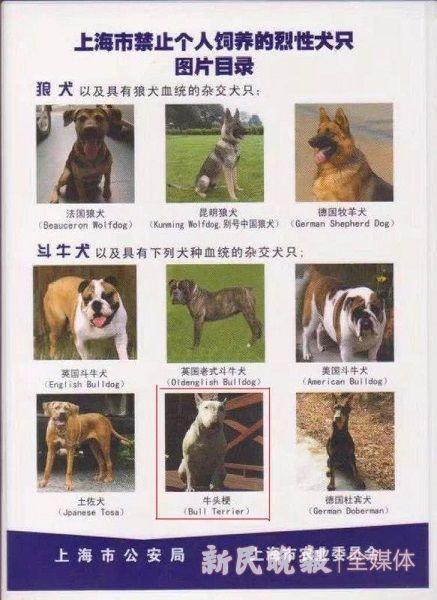 48种烈性犬名单图片