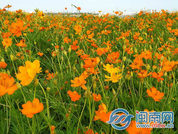 泉州市区滨海公园硫华菊海正值盛花期 市民可前往赏花