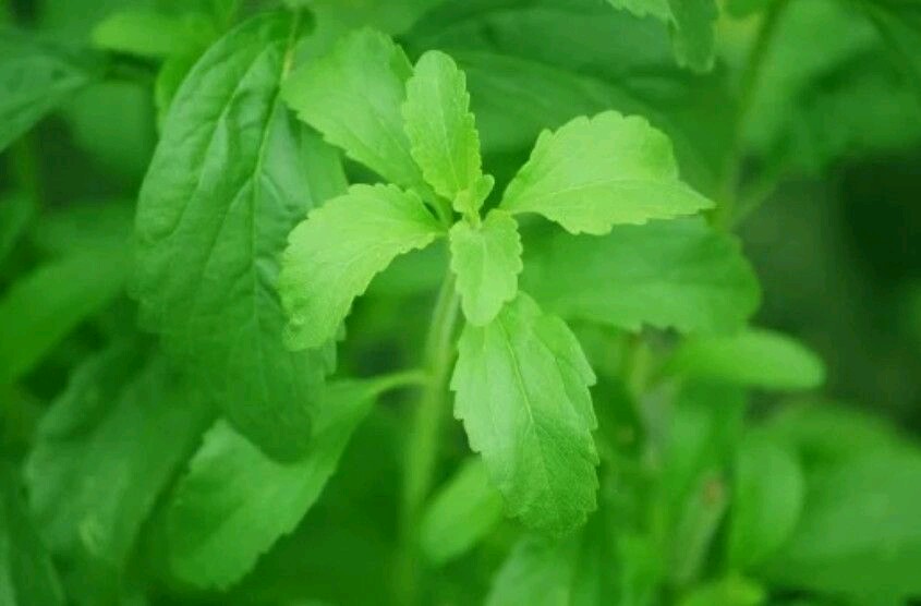 這樣做,種植出來的甜葉菊花開不斷