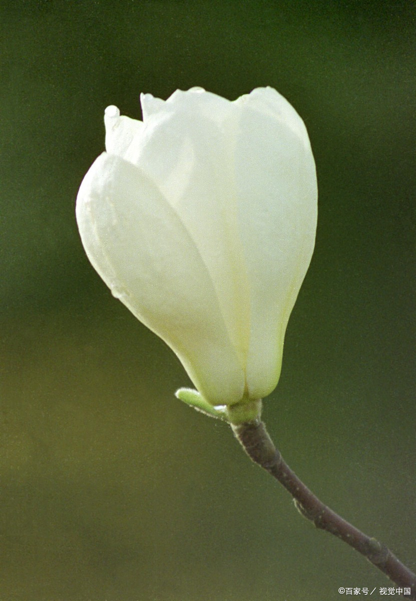 白玉兰播种 - 2020年最新商品信息聚合专区 - 百度爱采购