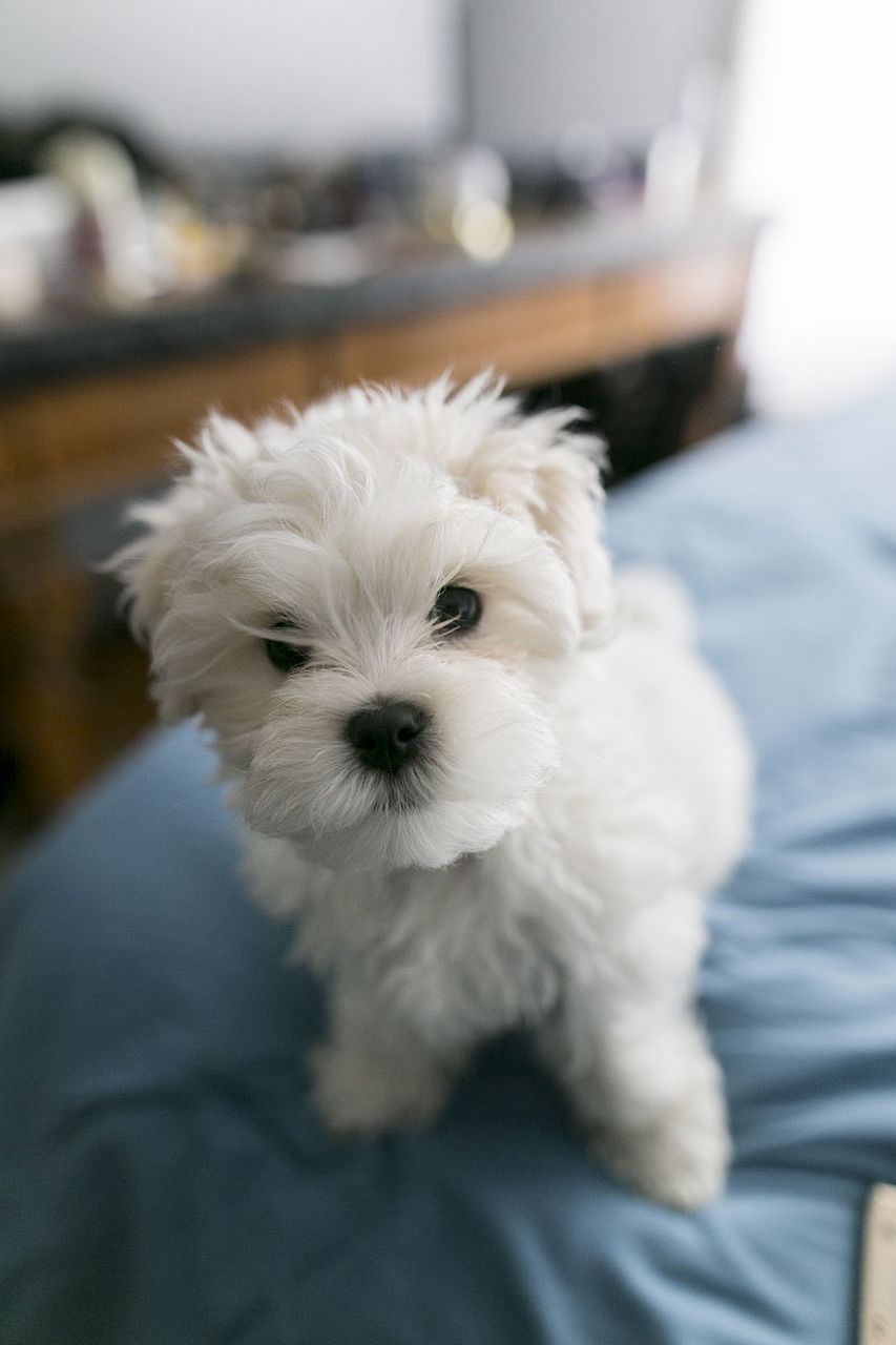 马尔济斯,优雅迷人的小型犬!