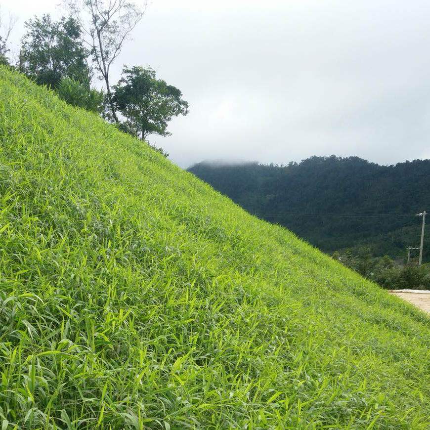 边坡绿化喷播植物种子后期怎样养护?