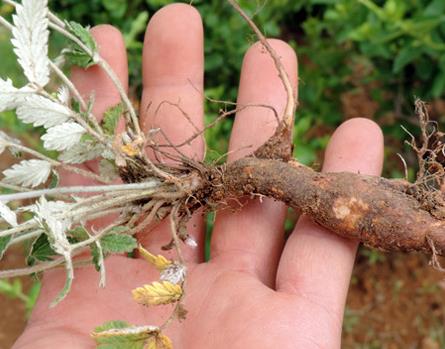 农村一种野草,地下藏着"鸡腿参",生吃美味还能治咳嗽