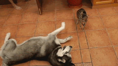 400_225gif 动态图 动图