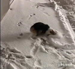 第一次看到雪的柯基,真是一副沒見過世面的樣子!