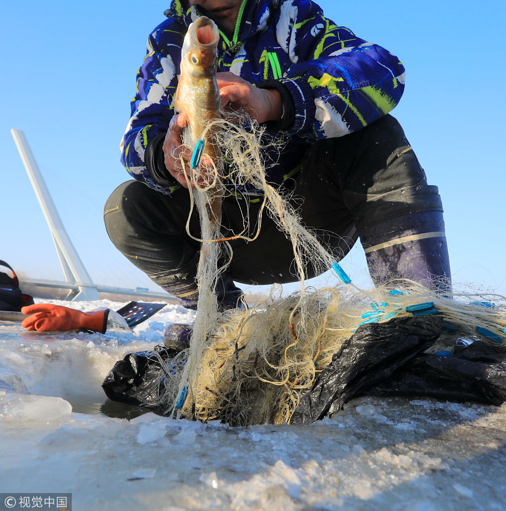 哈尔滨松花江一网20多条鱼破冰而出 白鱼鲫花活蹦乱跳