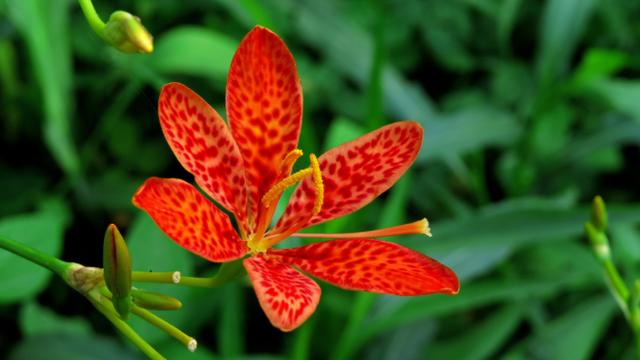 农村一种野草,人称"鬼扇",20元一斤很珍贵,对发炎有奇效