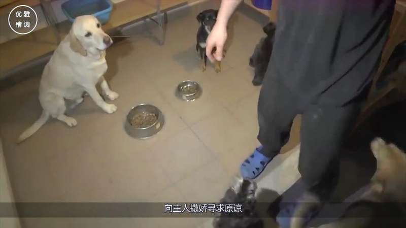 主人打狗时，狗为什么不反抗？兽医告诉大家：你在狗眼里是这样的,搞笑,萌宠,好看视频