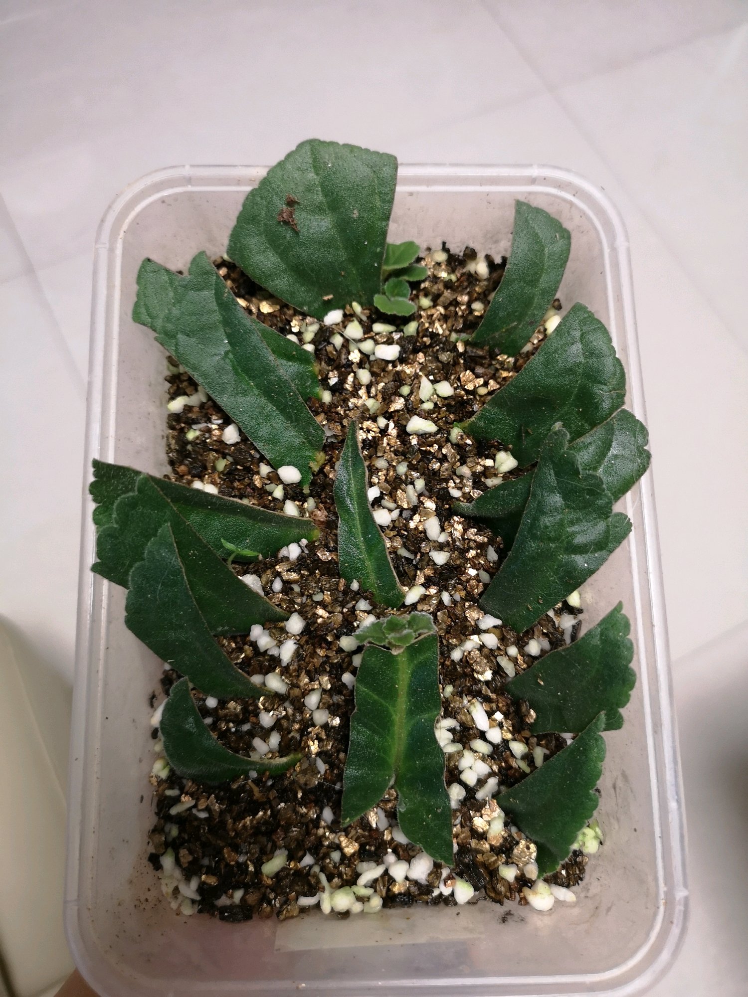 叶插大岩桐的诀窍是长出小红薯块根,移栽4妙招,秋季开花爆盆